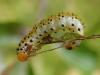 Arge ochropus
